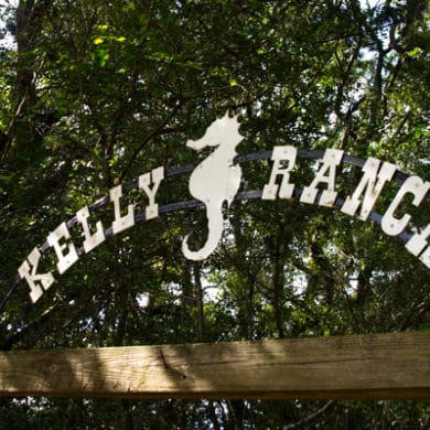 kelly seahorse ranch amelia island fl Kelly Seahorse Ranch
